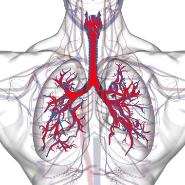 Tıbbi Konsept 3 boyutlu Resim İçin Akciğerler İnsan Solunum Sistemi Anatomisi