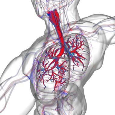 Tıbbi Konsept 3 boyutlu Resim İçin Akciğerler İnsan Solunum Sistemi Anatomisi