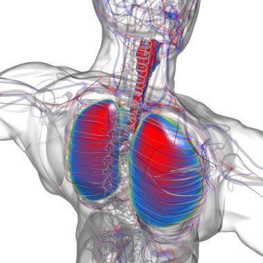 Tıbbi Konsept 3 boyutlu Resim İçin Akciğerler İnsan Solunum Sistemi Anatomisi