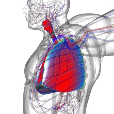 Tıbbi Konsept 3 boyutlu Resim İçin Akciğerler İnsan Solunum Sistemi Anatomisi