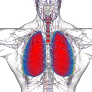 Tıbbi Konsept 3 boyutlu Resim İçin Akciğerler İnsan Solunum Sistemi Anatomisi