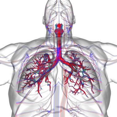 Tıbbi Konsept 3 boyutlu Resim İçin Akciğerler İnsan Solunum Sistemi Anatomisi