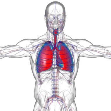 Tıbbi Konsept 3 boyutlu Resim İçin Akciğerler İnsan Solunum Sistemi Anatomisi