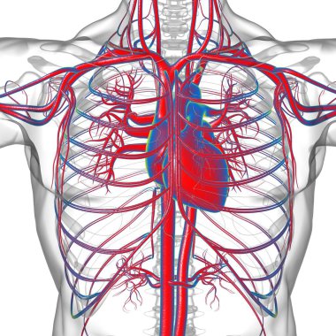Tıbbi Konsept 3 boyutlu İllüstrasyon İçin Dolaşım Sistemi Anatomisi Olan İnsan Kalbi