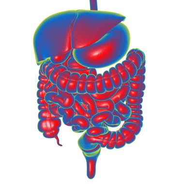 Tıbbi Konsept 3B Resim İçin İnsan Sindirim Sistemi Anatomisi