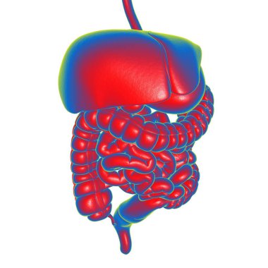 Tıbbi Konsept 3B Resim İçin İnsan Sindirim Sistemi Anatomisi