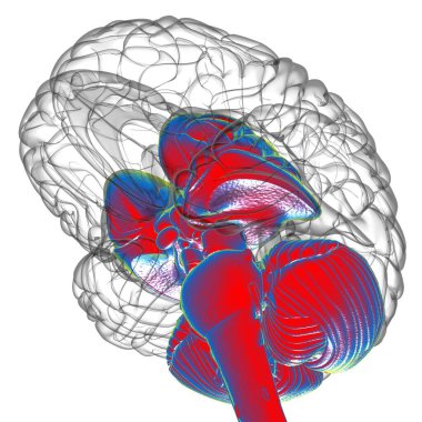 Tıbbi Konsept 3D Görüntü İçin İnsan Beyin İç Parçaları Anatomisi