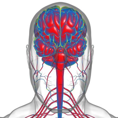 Tıbbi Konsept için İnsan Beyni Anatomisi 3 boyutlu İllüstrasyon
