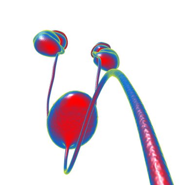 Tıbbi Konsept için Mesane Anatomisi olan İnsan İdrar Sistemi Böbrekleri 3 boyutlu İllüstrasyon