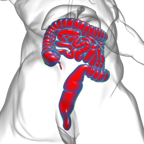 Small and Large Intestine 3D Illustration Human Digestive System Anatomy For Medical Concept