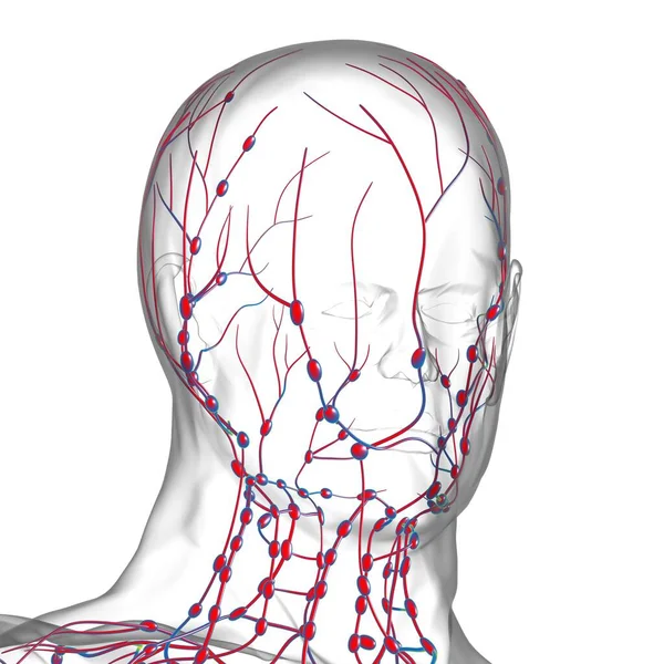 Anatomía Los Ganglios Linfáticos Humanos Para Concepto Médico Ilustración —  Fotos de Stock