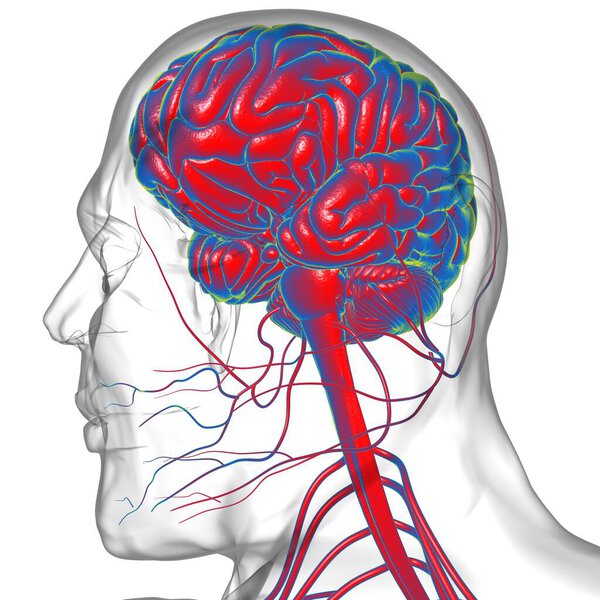 Анатомия мозга человека для медицинской концепции 3D иллюстрации