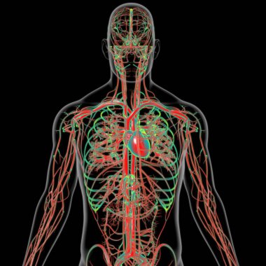 Tıbbi Konsept 3 boyutlu İllüstrasyon İçin Dolaşım Sistemi Anatomisi Olan İnsan Kalbi