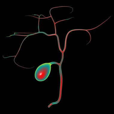 Tıbbi Konsept için safra kesesi insan sindirim sistemi anatomisi 3 boyutlu resim