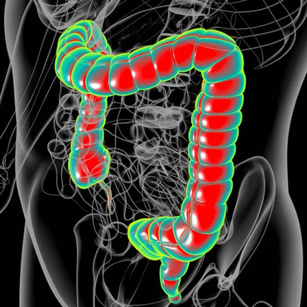 Large Intestine 3D Illustration Human Digestive System Anatomy For Medical Concept