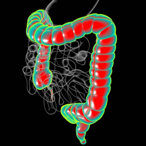 Large Intestine 3D Illustration Human Digestive System Anatomy For Medical Concept