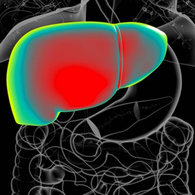 Karaciğer 3D Görüntü İnsan Sindirim Sistemi Anatomisi Tıbbi Konsept İçin
