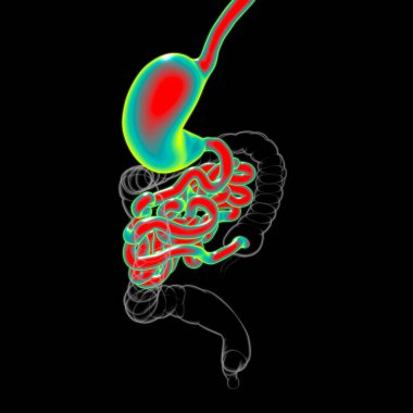 Mide Anatomisi İnsan Sindirim Sistemi Tıbbi Konsept 3 boyutlu Görüntü