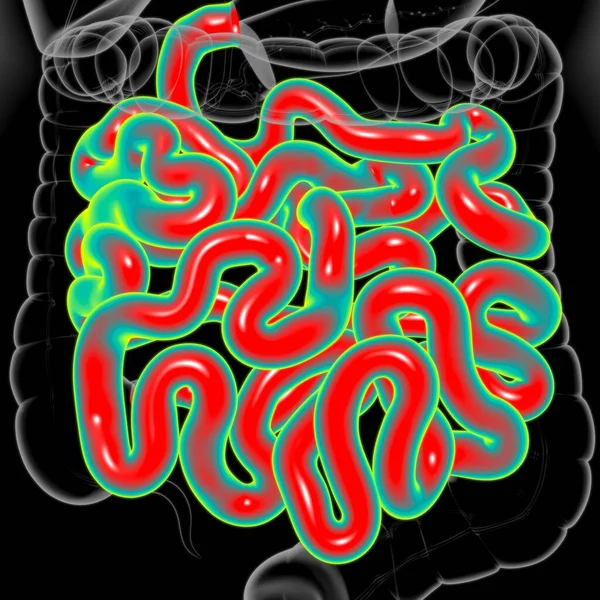 Small Intestine 3D Illustration Human Digestive System Anatomy For Medical Concept