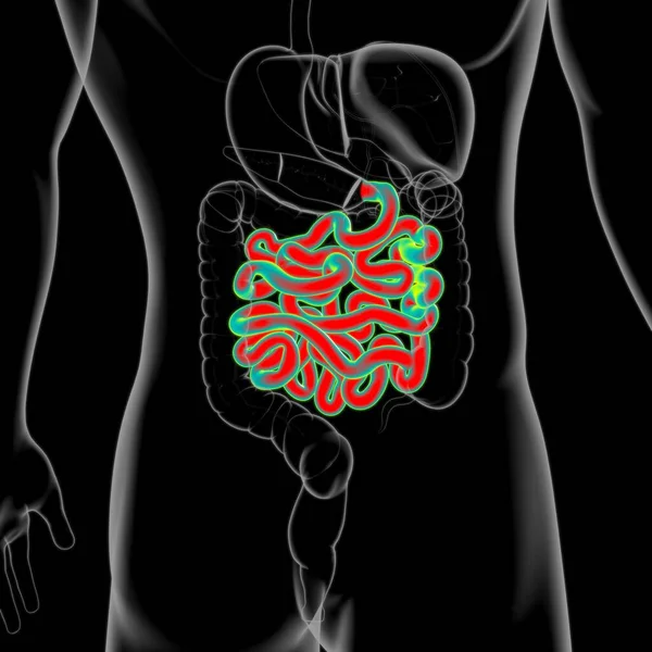 Small Intestine 3D Illustration Human Digestive System Anatomy For Medical Concept