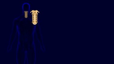 Tıbbi Konsept İçin İnsan İskeleti Omurgası Servikal Omurga Anatomisi 3D İllüstrasyon