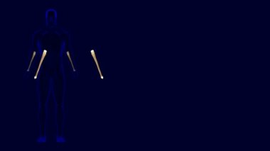 İnsan iskeleti Ulna Kemik Anatomisi Tıbbi Konsept için 3D İllüstrasyon