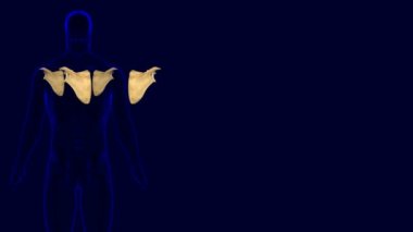 İnsan iskeleti Scapula Kemik Anatomisi Tıbbi Konsept için 3D İllüstrasyon