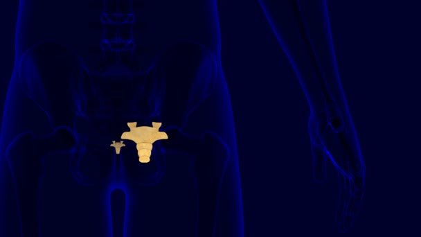 Human Skeleton Vertebral Column Coccyx Tail Bone Anatomy Illustration Medical — Stock Video