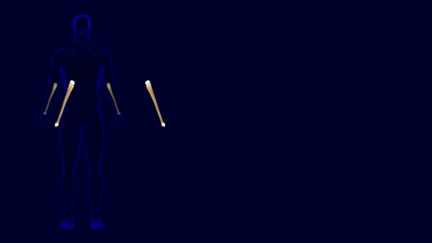 ヒト骨格Ulna骨解剖学3Dイラスト 医学的概念のためのイラスト — ストック動画