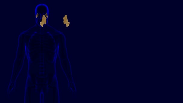 人体骨格頭蓋骨ジゴマティック骨解剖学3Dイラスト 医学的コンセプト — ストック動画