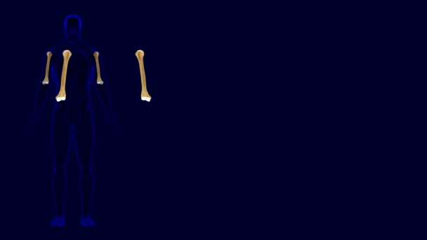 Анатомия Костной Кости Человеческого Скелета Иллюстрация Медицинской Концепции — стоковое видео