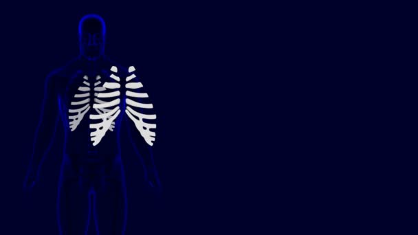 ヒューマンスケルトンコスタル軟骨解剖学 3DイラストFor Medical Concept — ストック動画