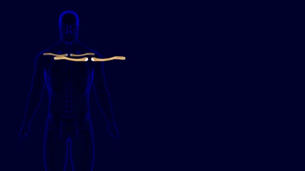 Illustrazione Umana Dell Anatomia Delle Ossa Clavicola Dello Scheletro Concetto — Video Stock