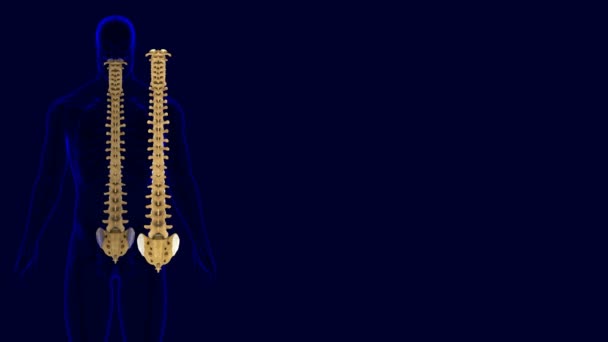 Human Skeleton Vertebral Column Vertebrae Anatomy Illustration Medical Concept — Stock Video