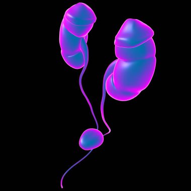 Tıbbi Konsept için Mesane Anatomisi olan İnsan İdrar Sistemi Böbrekleri 3 boyutlu İllüstrasyon