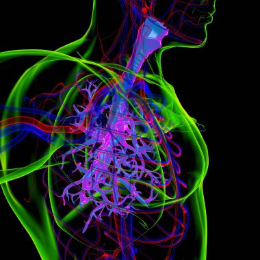 Tıbbi Konsept 3 boyutlu Resim İçin Akciğerler İnsan Solunum Sistemi Anatomisi