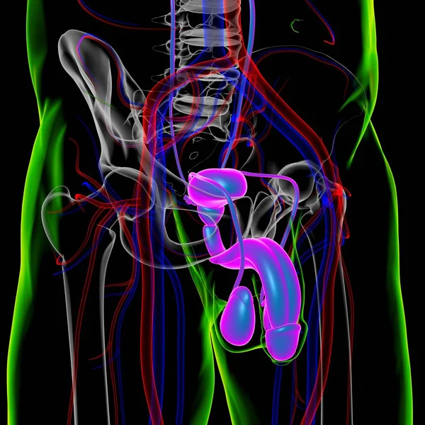 Анатомия Мужской Репродуктивной Системы Медицинской Концепции Иллюстрации — стоковое фото