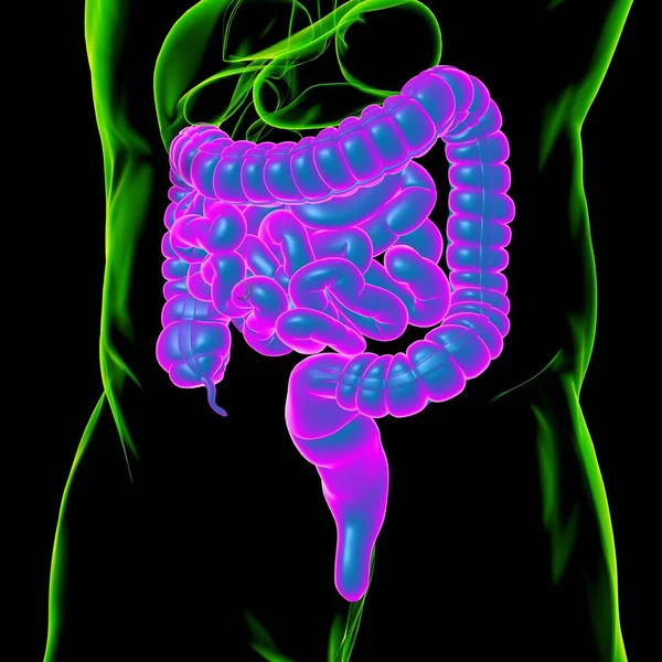 Small and Large Intestine 3D Illustration Human Digestive System Anatomy For Medical Concept