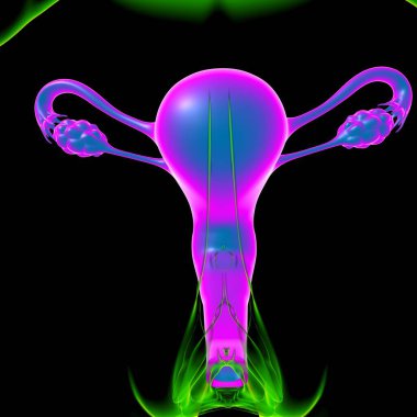Tıbbi Konsept 3B İllüstrasyon için Kadın Üreme Sistemi Anatomisi