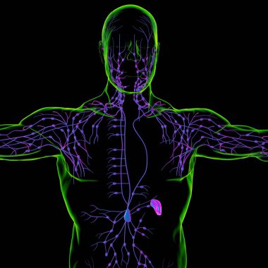 Tıbbi Konsept için İnsan Lenf Düğümleri Anatomisi 3 boyutlu Görüntü