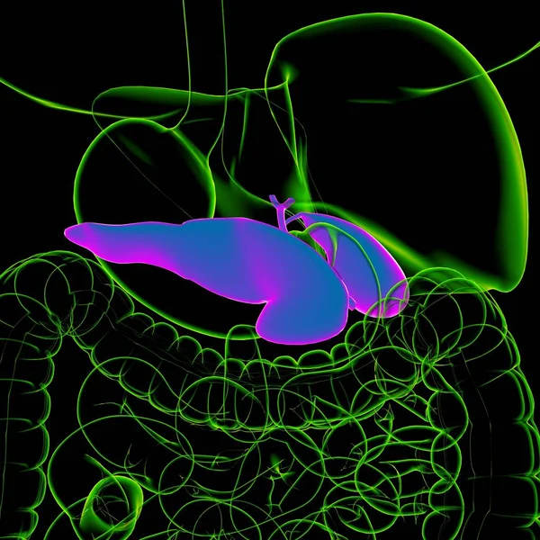 Gall Bladder Human Digestive System Anatomy For Medical Concept 3D Illustration