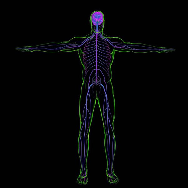 Анатомия мозга человека для медицинской концепции 3D иллюстрации