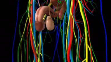 Tıbbi Konsept için İnsan Vücut İç Organı Anatomisi 3 boyutlu