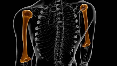İnsan iskeleti anatomisi Humerus Kemiği Tıbbi Konsept için 3B Hazırlama