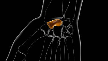 İnsan İskeleti Kafatası Anatomisi 3D İllüstrasyon