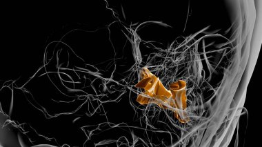 Human Skeleton Palatine bone Anatomy 3D Illustration clipart