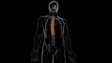 İnsan İskeleti Omurgası Torasik Omurga Anatomisi 3D İllüstrasyon