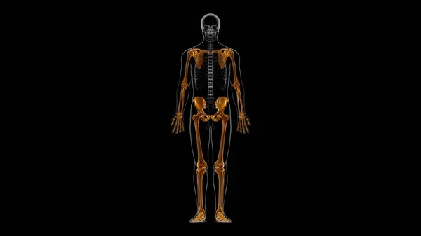 Human Skeleton Appendicular Skeleton Anatomy 3D Illustration