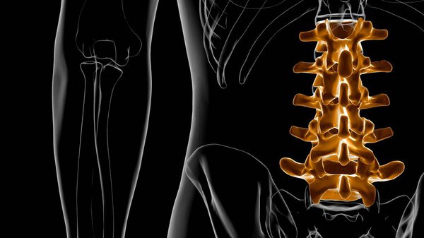 Human Skeleton Vertebral Column Lumbar Vertebrae Anatomy 3D Illustration