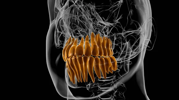Human Teeth Anatomy 3D Illustration For Medical Concept